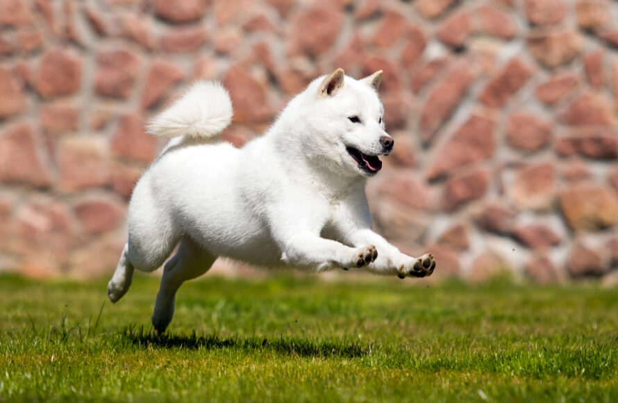 fehér akita